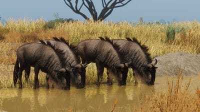 Planet Zoo - Pakiet Zwierząt Stepowych / Grasslands Animal Pack PL DLC (PC) Klucz Steam - obrazek 3