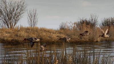 BULT: Hunting simulator (PC) Klucz Steam - obrazek 4